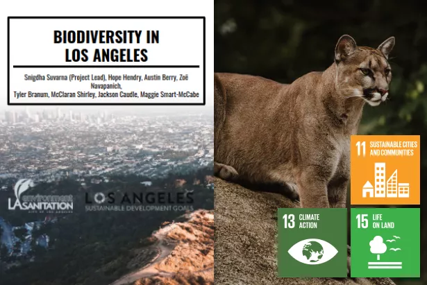 Image shows photo of cougar on the right overlaid with SDG 11, 13, and 15 logos. On the left, report cover reads "Biodiversity in Los Angeles"
